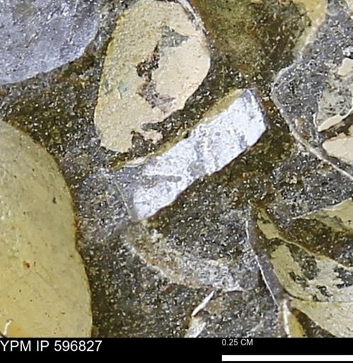 undet. Mollusca