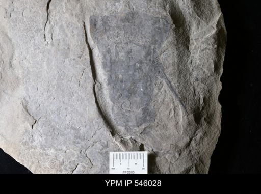 undet. Eurypterida