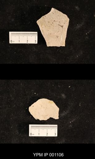 Ephemeroptera