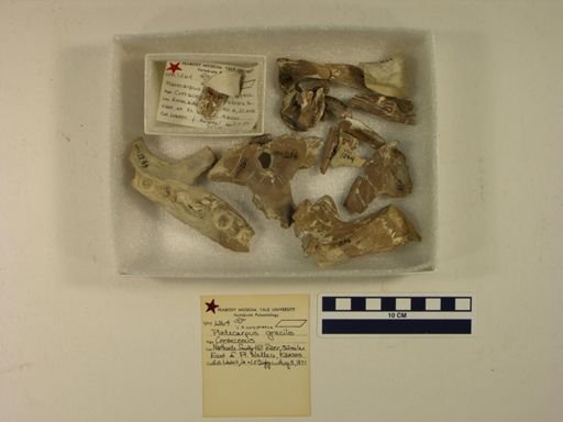 Lestosaurus gracilis