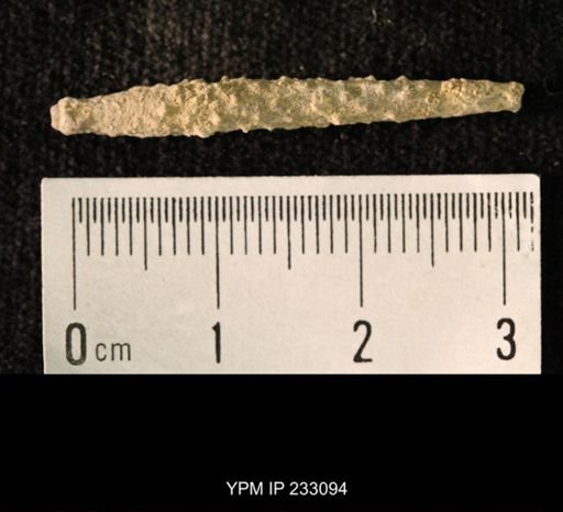 Archaeocidaris sp.