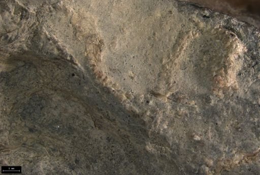Aplocoma damesii