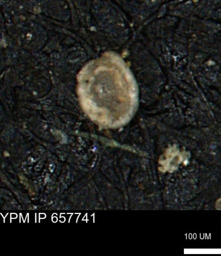 Spirolocammina subcircularis