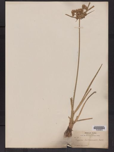 Cyperus surinamensis