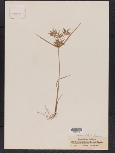 Cyperus