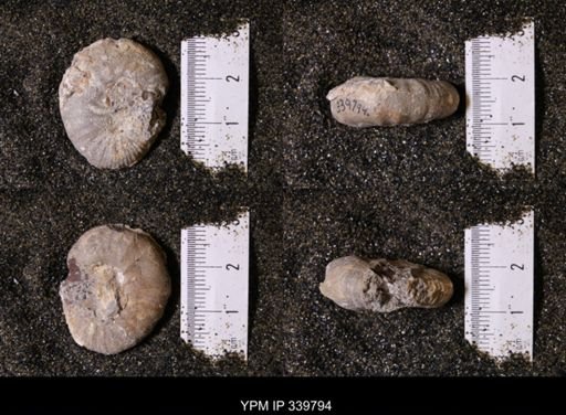 Scaphites whitfieldi