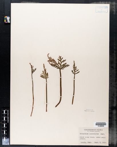 Botrychium lanceolatum