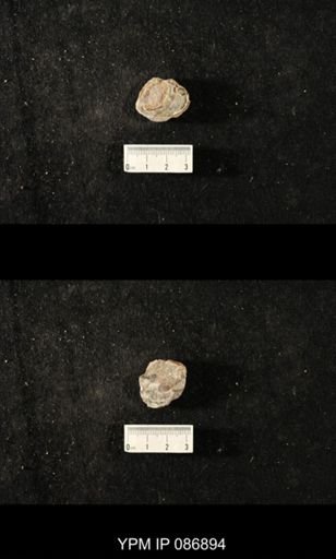 undet. Nautiloidea