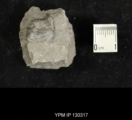 Eldredgeops rana