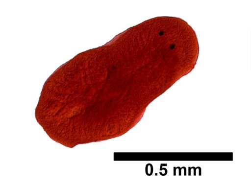Bdelloura