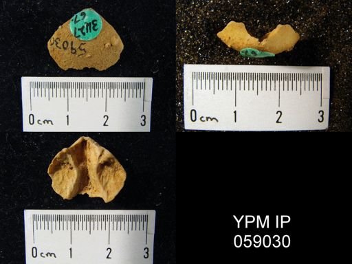 Anoplotheca concava