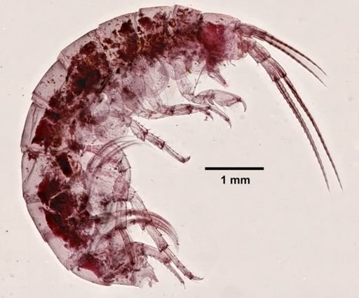 Parhyale hawaiiensis