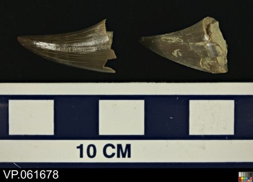 Mosasauridae
