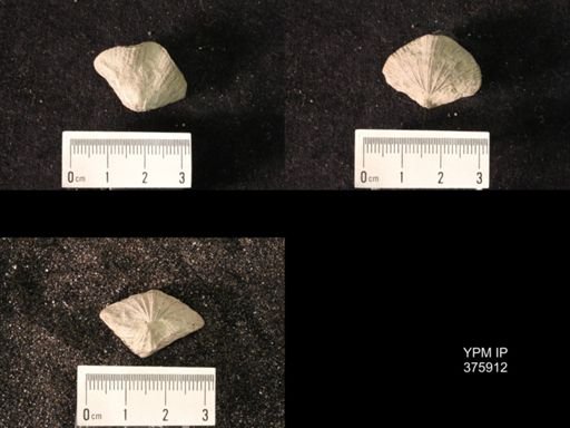 Spirifer cameratus