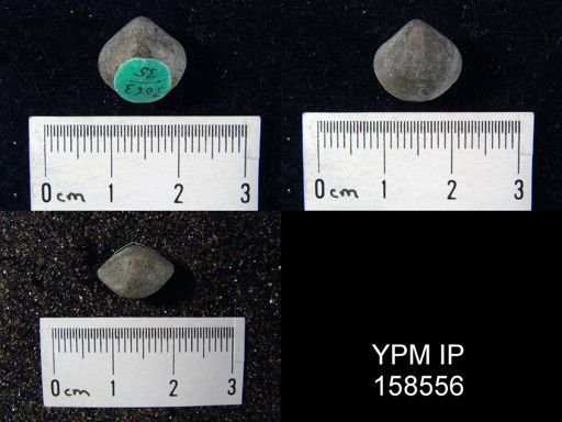 Hindella prinstana