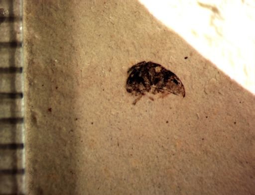 undet. Coleoptera