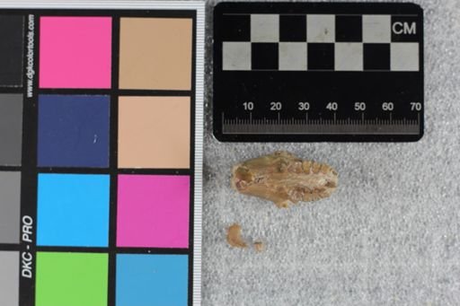 Ischyromys typus
