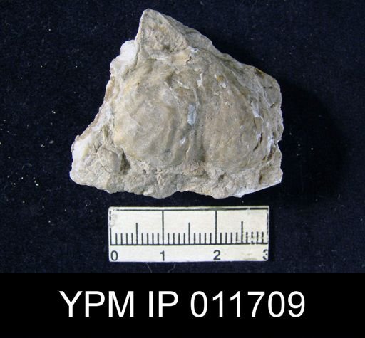 Marginifera opima