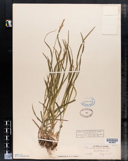 Carex cephaloidea
