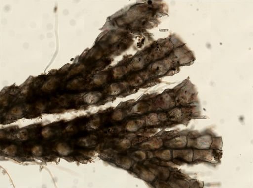 Scrupocellaria diegensis