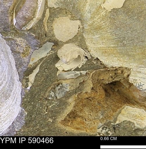 undet. Mollusca