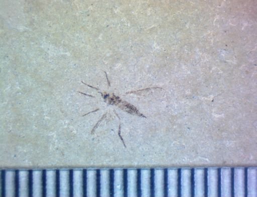 undet. Diptera