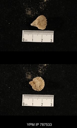 undet. Brachiopoda