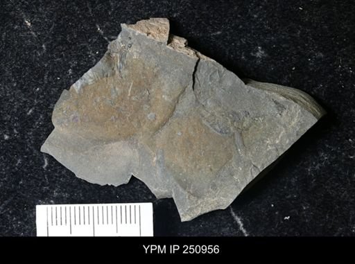 Eurypterus pittsfordensis