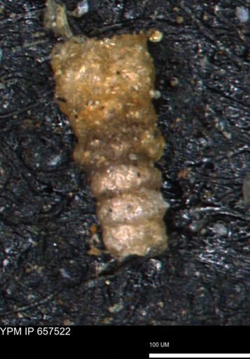 Ammobaculites?