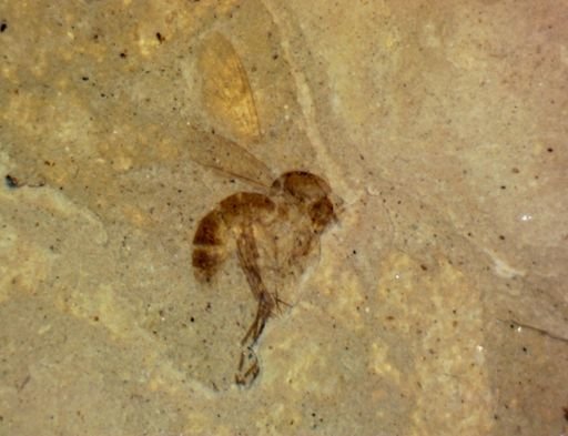undet. Diptera