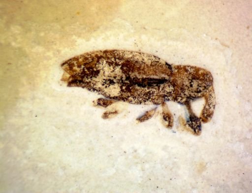 undet. Curculionidae