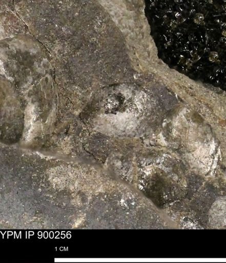 Anomia gryphorhyncha