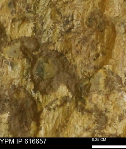 Teredo sp.