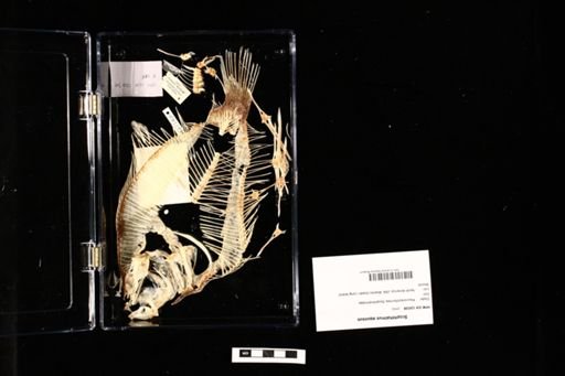 Scophthalmus aquosus