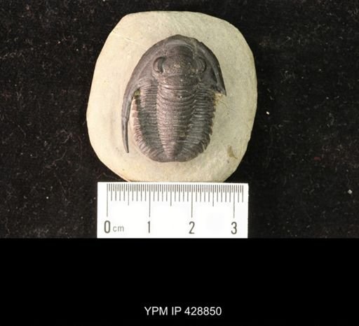Diademaproteus mohamedi