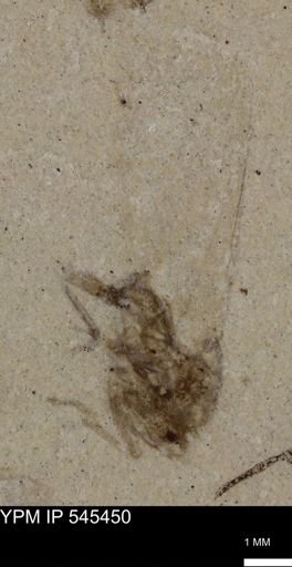 undet. Insecta