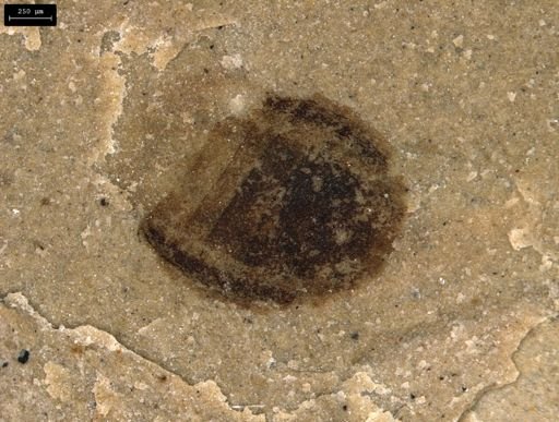 taxon undetermined