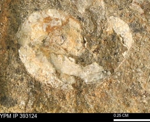 Scaphites sp.