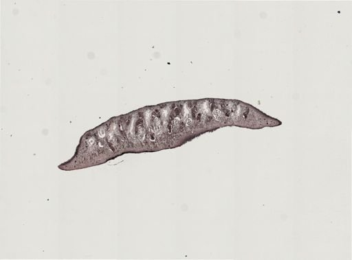 Foviella