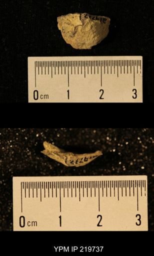 Chonetes granulifer