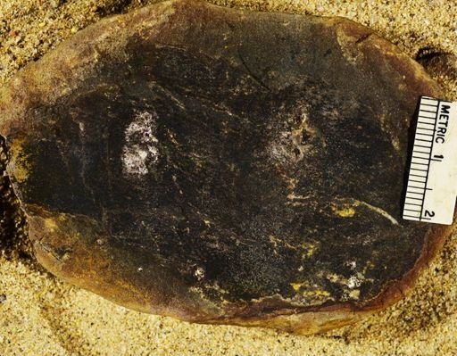 Stigmaria sp.