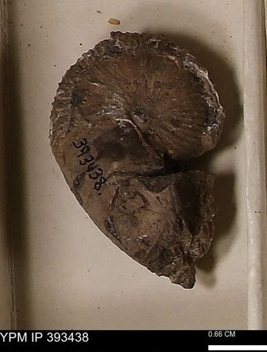 Scaphites sp.