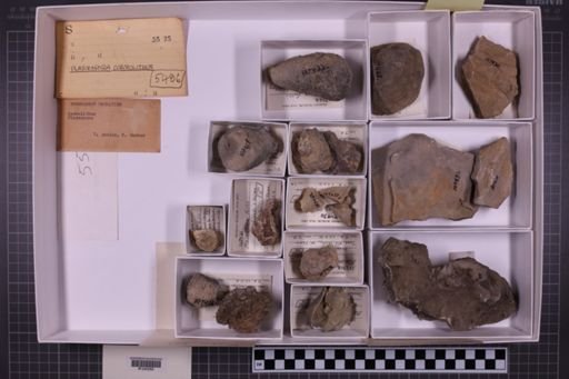 mixed taxa, stratigraphic collection