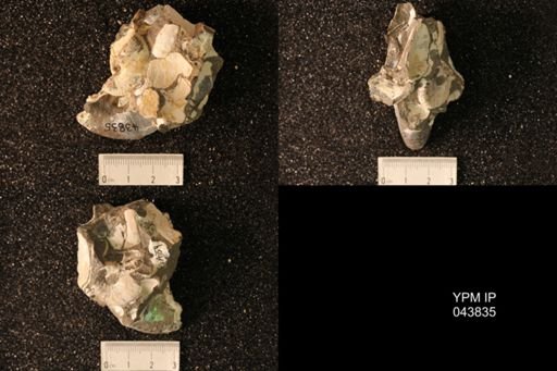 Hoploscaphites nicolletii