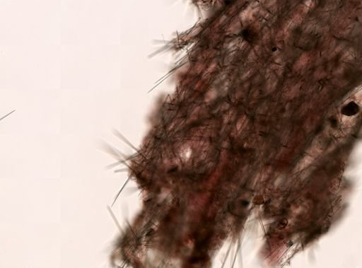 Halichondrida