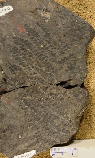 Pecopteris
