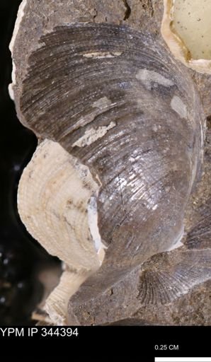 Limopsis striatopunctatus