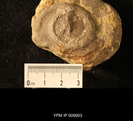 Isorophus cincinnatiensis