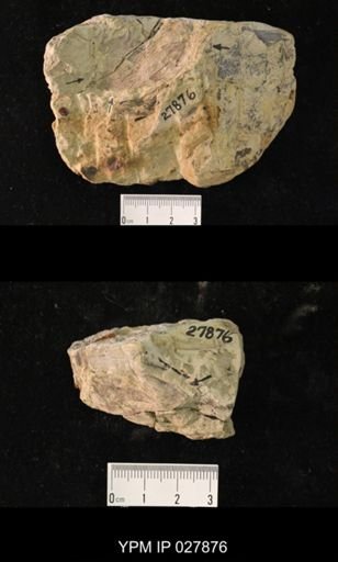 Etoblattina scudderi