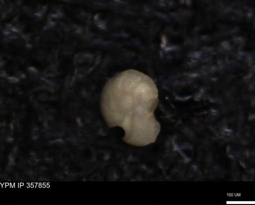 undet. Foraminiferida